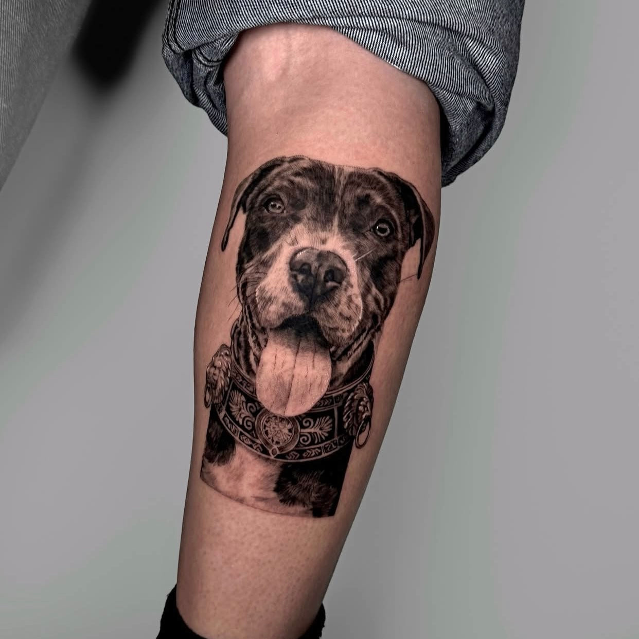 Tatuagem de retrato realista de cão pit bull a sorrir com lenço ao pescoço no braço, black and grey, homenagem a animal de estimação, na Dilúvio Tattoo em Benfica.