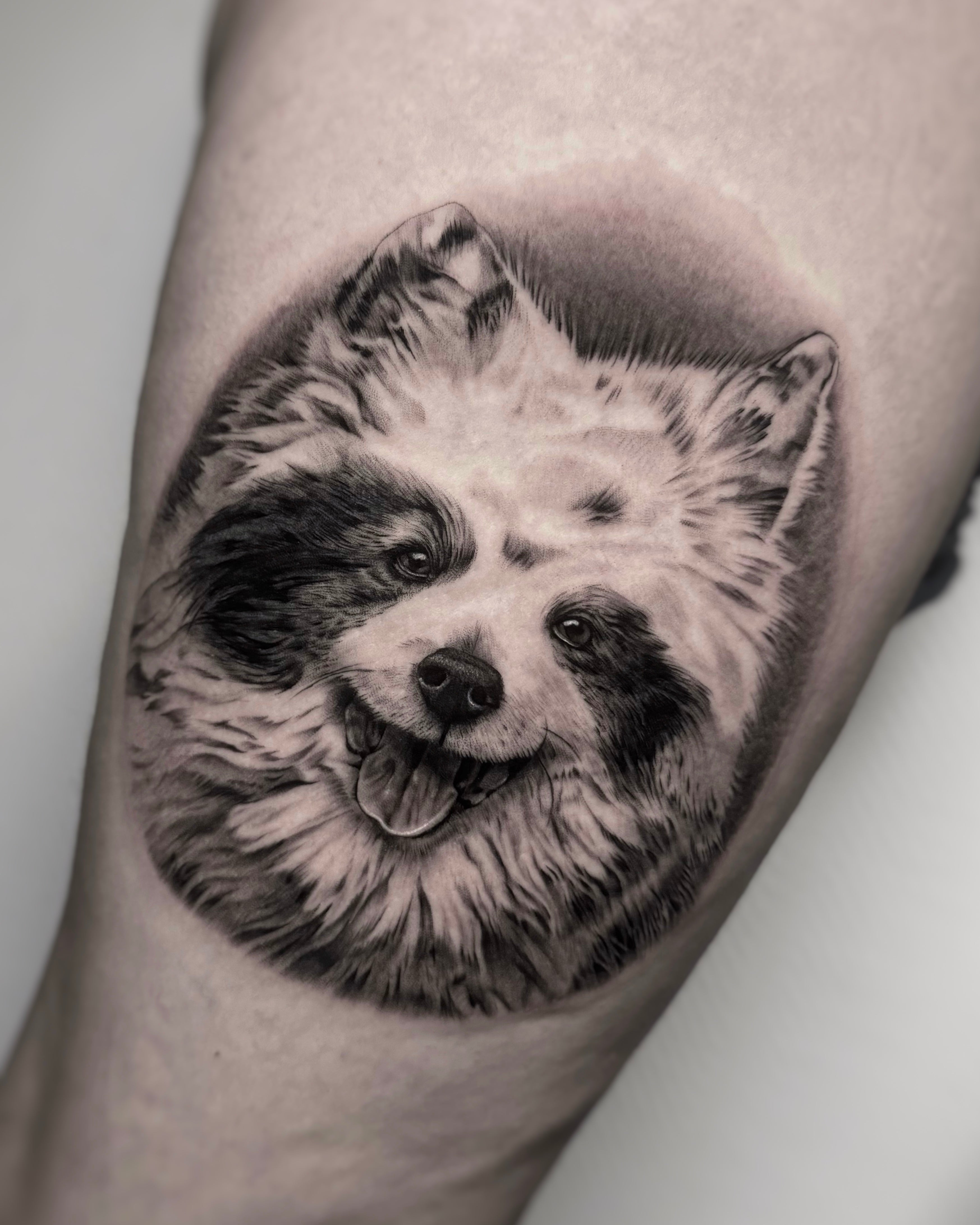 Tatuagem de retrato realista de cão samoiedo com pelagem detalhada em black and grey no braço, homenagem a animal de estimação, na Dilúvio Tattoo em Benfica.