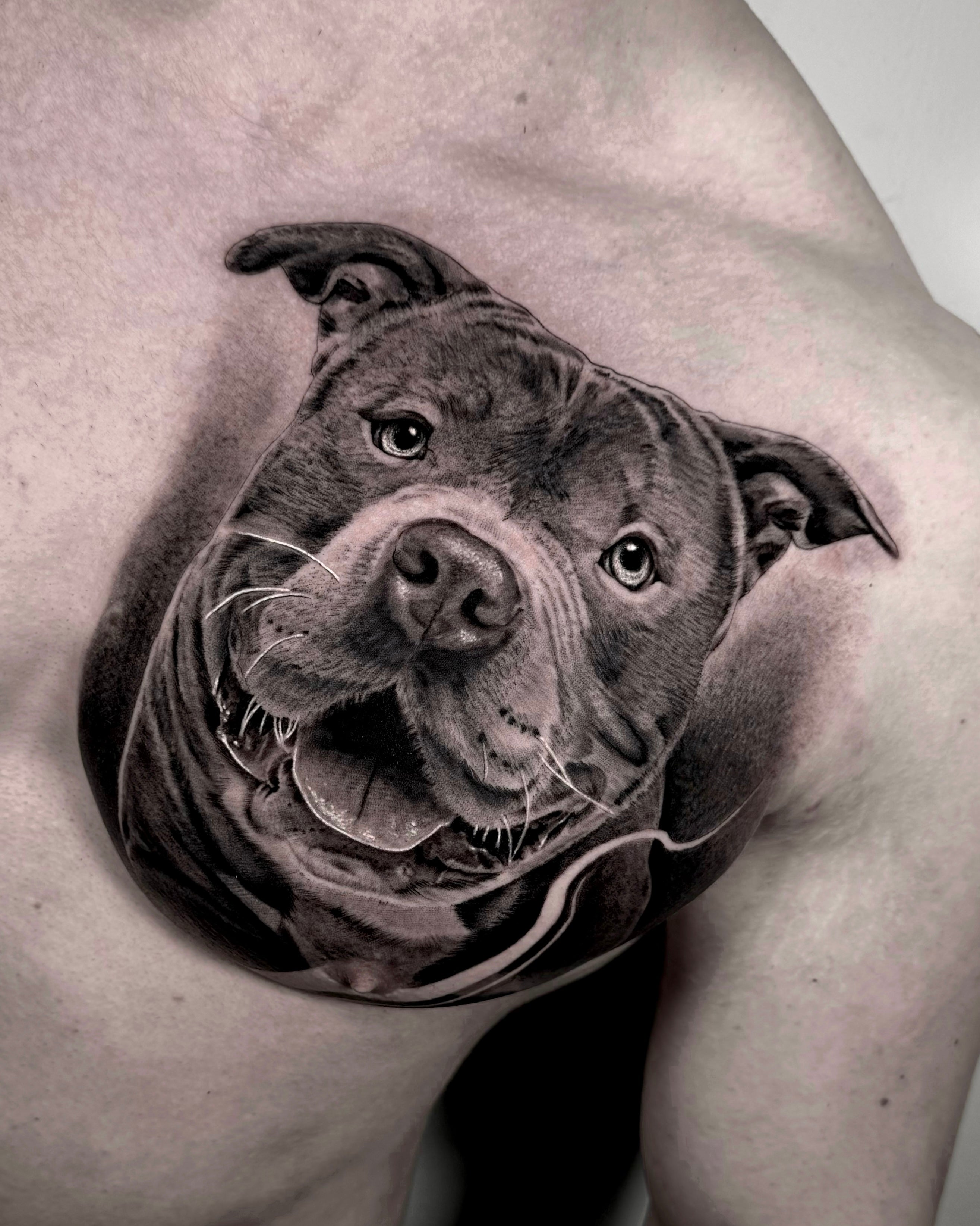 Tatuagem hiper-realista de retrato de cão staffy a sorrir no ombro, black and grey com textura de pelagem detalhada, homenagem a animal de estimação, na Dilúvio Tattoo em Benfica.